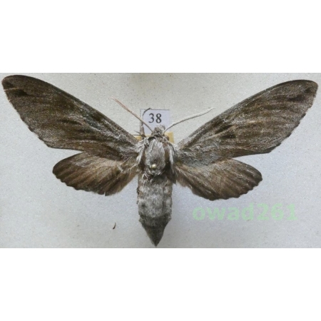Sphinx pinastri (Linnaeus, 1758) Czech38